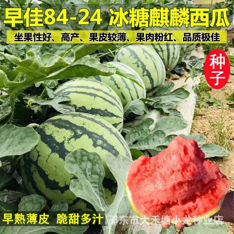 8424 Kirin Less Seeded Watermelon Seeds Seedless Super High Yield Giant Sweet King Southern Four Seasons Vegetable and Fruit Seeds