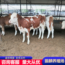 西门塔尔牛肉牛犊养殖场 改良牛鲁西黄牛 牛犊子价格