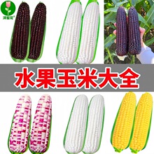 ����ˮ�����׷N�Ӵ�ȫ�rʳ�S��Ŵ���׷N���ļ�����Ŵ����Ŵ����Ŵ