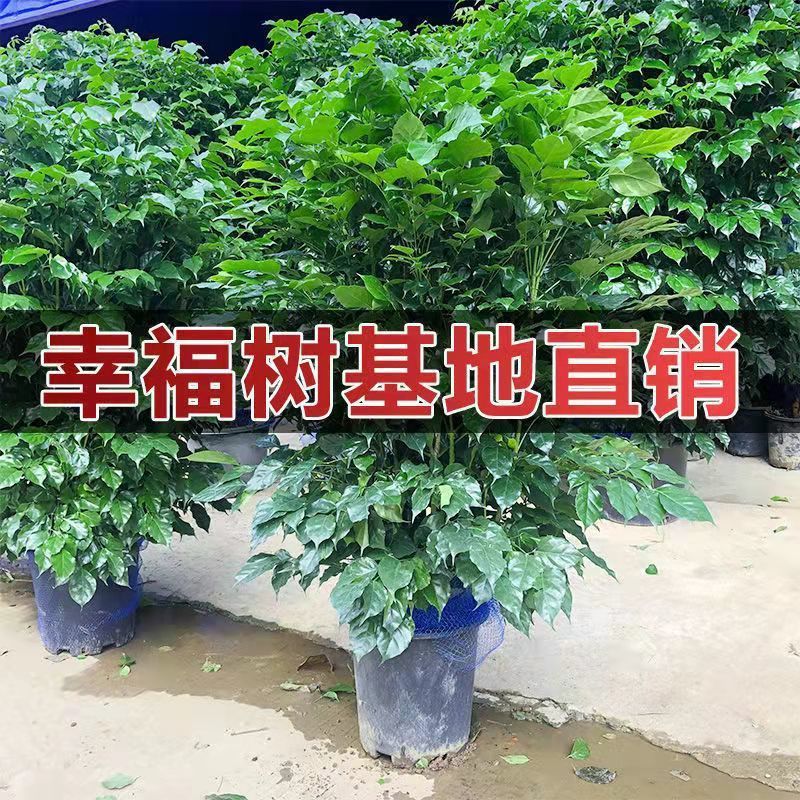 大型幸福树绿宝盆栽植物办公室内客厅大客厅盆景花卉绿植开业送礼