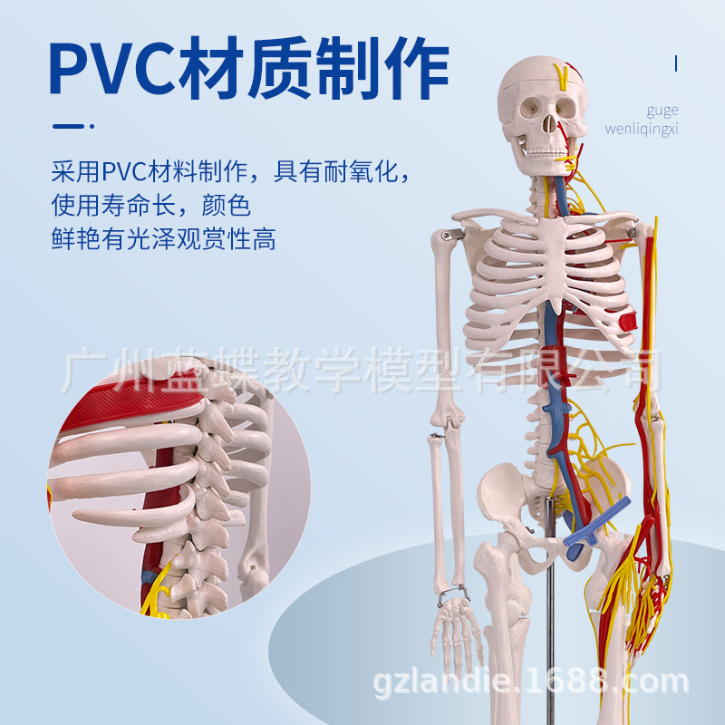 85CM�����������������Ѫ�ܹǼ�ģ��ȫ���Ǽ�����ģ�ͳ���С����