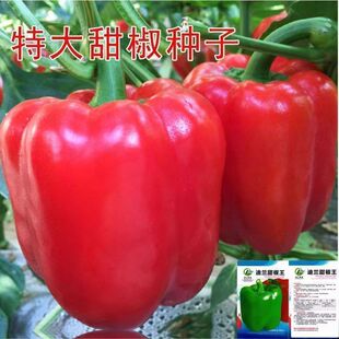 �ش��𽷷N�Ӵ����ཷ���\���˽������N���̨���ﶬ���߲˷N��