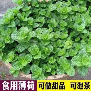 Mint Potted Hydroponic Mint Leaf Seeds Fresh Edible Rosemary Mosquito Repellent Plants Indoor Green Plants Florals