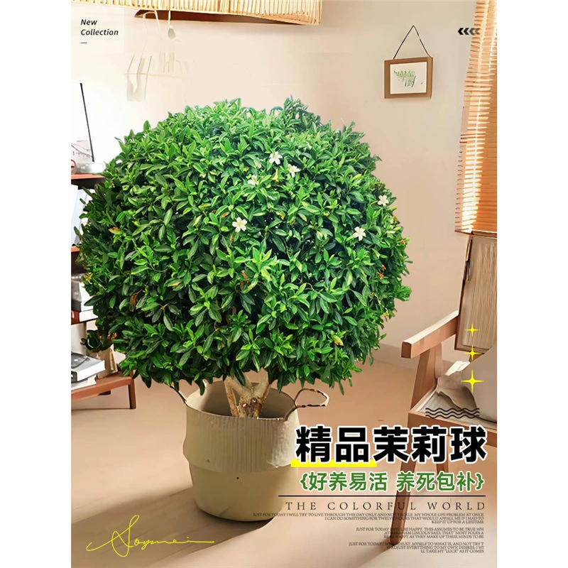 Африканский жасмин в горшке, голова тигра, жасмин, удаление формальдегида, новый дом, подарок на переезд, переезд в новый дом, настоящие цветы, большие зеленые растения