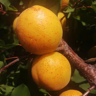 �Ә������m�����Ә�޽����̫����Ӵ���������ͥԺ�������