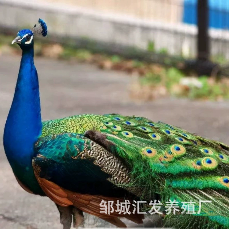 Яйцо Павлин Пикотик Белок Синий Павлин может выращивать яйца Павлин, яйца, яйца, яйца, яйца, яйца, цветы, оплодотворение, вылупить павлин, яйца