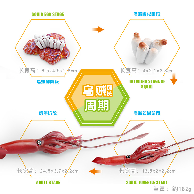 Modelo animal de simulación al por mayor de pollo pato ganso mariposa tortuga Rana ciclo de crecimiento Montessori material didáctico adornos hechos a mano