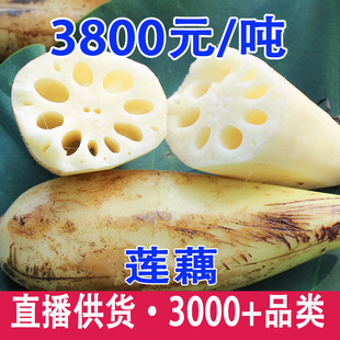 �����ź���rɏź����خaҰ��ɏź�峴�����r�߲ˬF�ڬF�l��ɏź