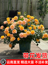 ��Ϲ�֭�̨�¼����������҃�õ�厧�󻨰��̨�Nޱ�������l