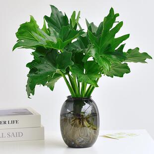 ˮ�ഺ������ֲ���k���҃Ⱥ��B������G�}�Gֲ���������[�������