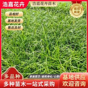 Thin-Leaf Ophiopogon Japonicus Seedlings, Winter Lawn Community Landscape Cold-Resistant Greening Seedlings, Perennial Flower Seedlings, Thin-Leaf Ophiopogon Japonicus