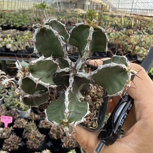 ��ɽ���Euphorbia mlanjeana�K��ֲ���ꪌٌ���ֲ��