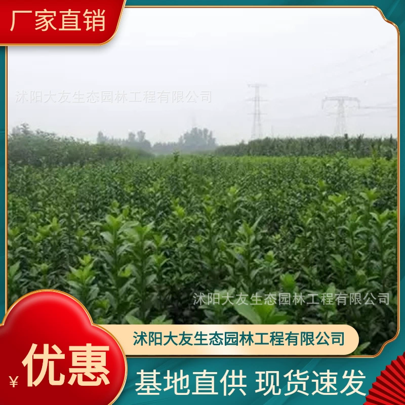 База Оптовая Продажа Саженцы кораллов Саженцы живописного района Ландшафтный дизайн Дорога Сад Инжиниринг Озеленение Саженцы