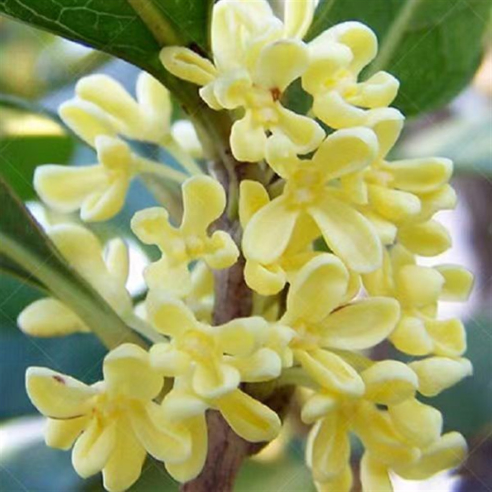 朱砂桂花树苗花卉盆栽四季常青日香桂浓香型耐寒庭院阳台南北方种