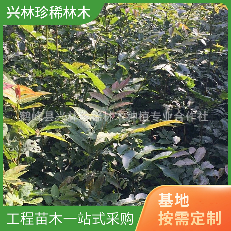 长期供应道路绿化青钱柳苗 庭院种植青钱柳苗 50公分以上青钱柳苗