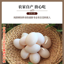 鸽子蛋新鲜30枚土鸽子蛋630克农家杂粮散养现捡顺丰包邮破损包赔