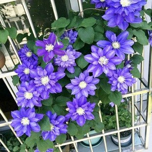 �ذ��F��ɏ�N���������Դ�������Ԯֲ���ͺ�ͥԺ�̨�ٱ����_��