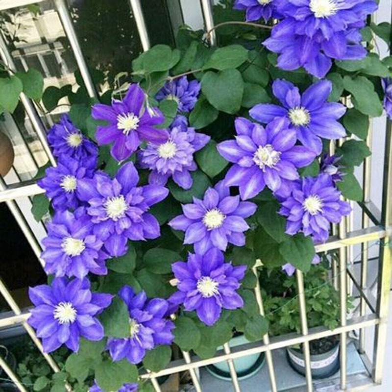 Double-Flowered Clematis Root Flower Potted Large-Flowered Climbing Plant Cold-Resistant Courtyard Balcony Vine Easy to Bloom