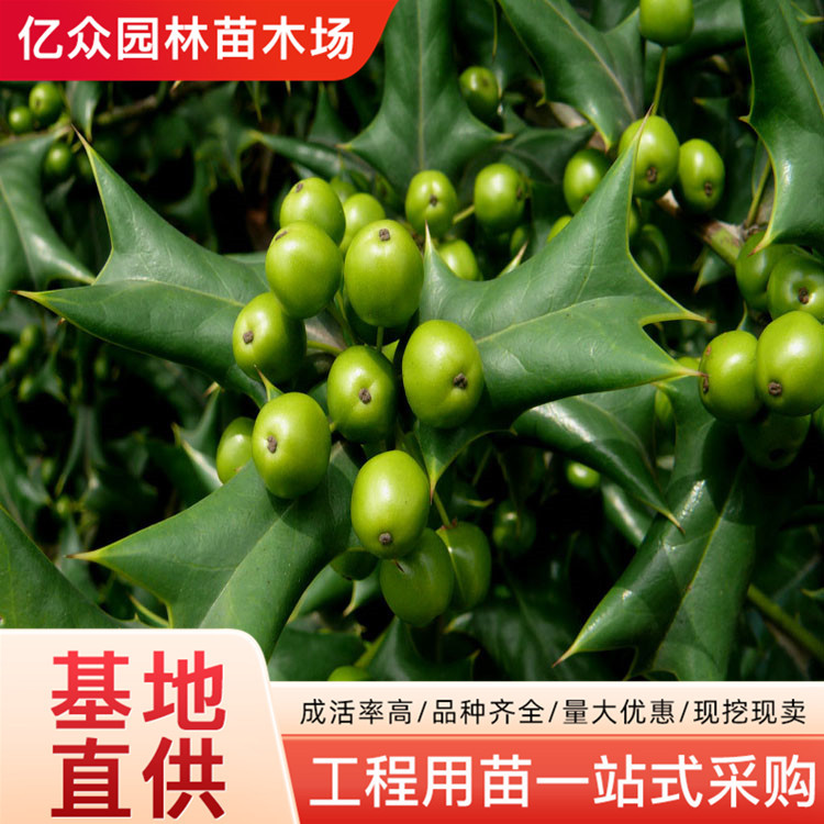 无刺枸骨球盆景庭院四季常青大树苗北方耐寒绿化苗木满堂红鸿运果