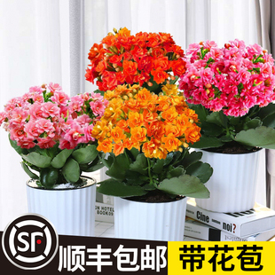 Potted Longevity Flower with Double Petals, Large Flowers with Buds, Golden Fox Flower Plant, Indoor Flower That Blooms in All Seasons and Is Easy to Maintain