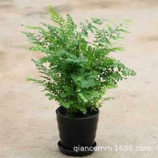 ���l�F��ާ���� ��ʿ�Dާ��βާ�B��ާ�F��ާ���� ΢���^����ֲ��