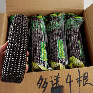 ��10����2025��|������������b��Ŵ�׬Fժ��ճŴ�������r�Ǽ�ʳ