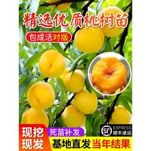 黄桃树苗桃树果苖嫁接冬桃油桃果苗南方北方庭院种植桃树当年结果