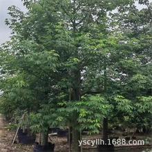 ����ľ��������ľ�����˘����l5-60����