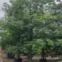 美丽美人树