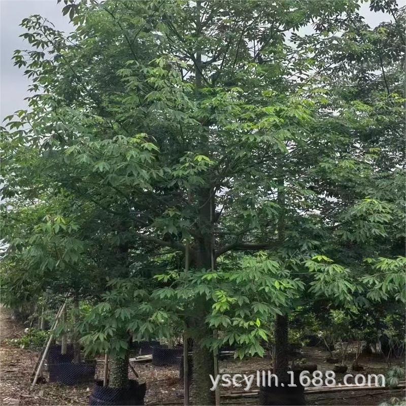 美丽木棉美丽异木棉美人树批发5-60厘米