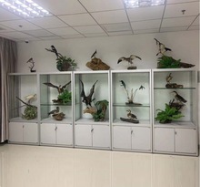 厂家制作牧草病理标本柜 动物植物标本陈列柜展示昆虫标本玻璃柜