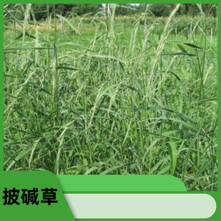 ��â���N�����|�����}�|���������Lɳ�����������Bֳ���ݲ��ѷN