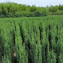 基地批发四季常青直立冬青苗 绿化工程庭院绿化 钝齿冬青规格齐全