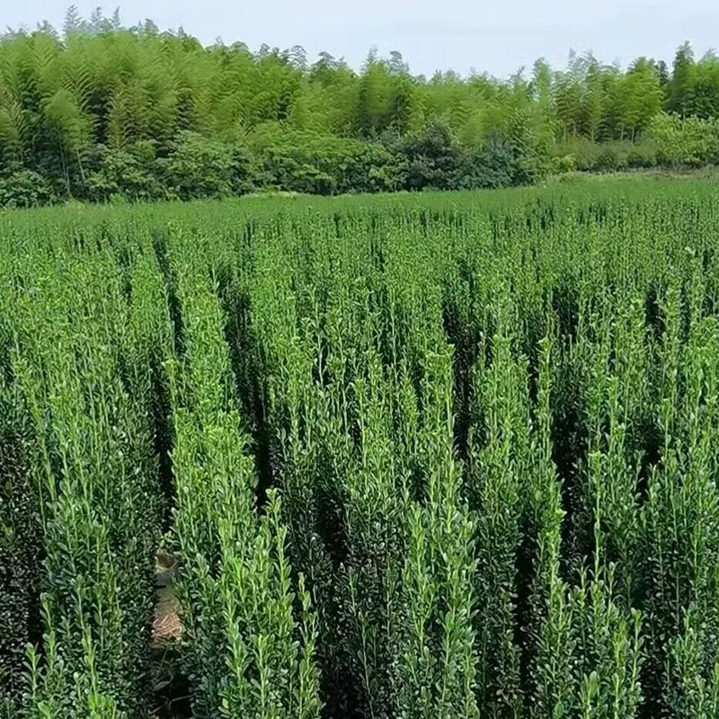 База оптом вечнозеленые вертикально Винтергрин рассады сад зеленые тупые зубы спецификации Холли полный