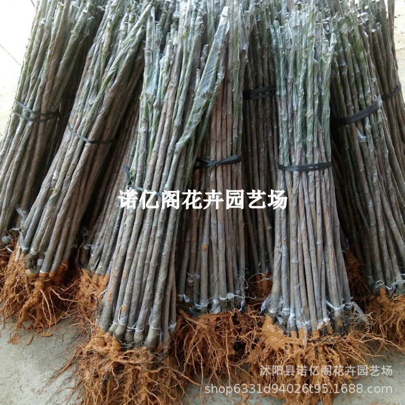 Манго рассада деревьев рассады деревьев манго