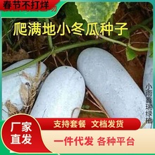 һ�����l���M��С���ϷN�Ӳ���ܰ�Ƥ����ë�����ļ������߮a����