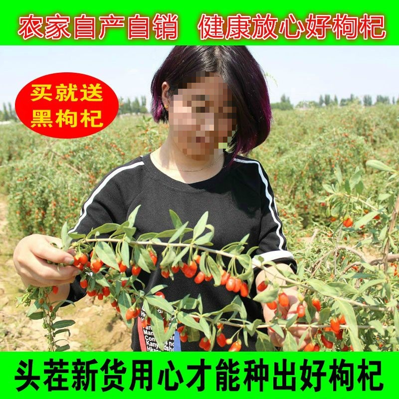 宁夏红正宗新货苟杞子宁夏枸杞子中宁构杞特级500g克枸枸免洗枸杞