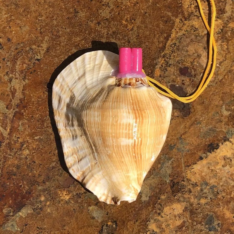 Horchoe ear snails 12-14