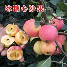 耐寒果树沙果树苗大秋果鸡心果小苹果冰糖心冬红果龙丰当年挂果苗