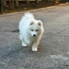 萨摩耶犬舍出售萨摩耶犬幼犬微笑天使萨摩耶犬活体萨摩耶狗犬价格