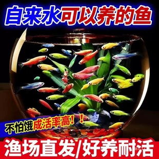 BͻR~Ꭷ^p~ȸ~tG~ˮ~С͟С~