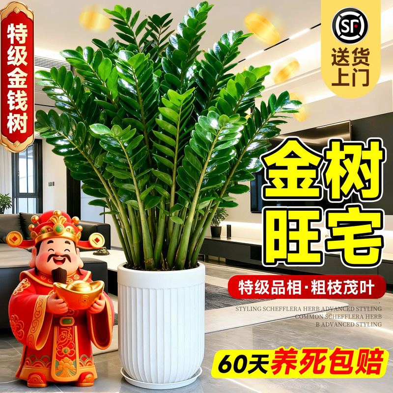 Money Tree Potted Plant for Living Room, Large Green Plant for Office, Feng Shui Tree for Prosperity in the Home, Suitable for Housewarming and Business Opening, Easy to Maintain in All Seasons Money Tree Potted Plant for Living Room, Large Green Plant for Office, Feng Shui Tree for Prosperity in the Home, Suitable for Housewarming and Business Opening, Easy to Maintain in All Seasons