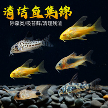 金苔鼠清洁鱼鱼缸工具鱼除藻吃粪便垃圾鱼老鼠鱼热带观赏鱼清道夫