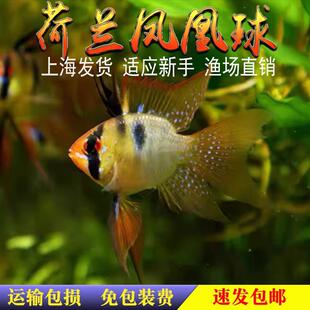 ���m�P�����~ �P���� ���m�P���~ ����� �Ꭷ�~ �^�p�~ ���w