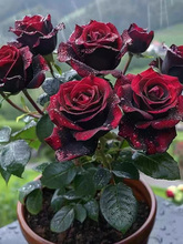 3 ¼õ廨شֲNޱϘļ̨Gֲ