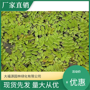 Duckweed, Water Grass, Belly Duckweed, Locust Leaf Duckweed, Round Heart Duckweed, Purifying Water Quality, Floating Live Water Grass, Fish Tank Landscaping
