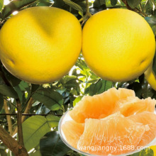 �S�����ּt�����Ә��� ����R���ֱ�Ƥ�t�������� ����Y��������