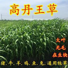 �ߵ����ݷN���K���ݷN���ļ��s�����ײݸ߮a����ιţ���~��������