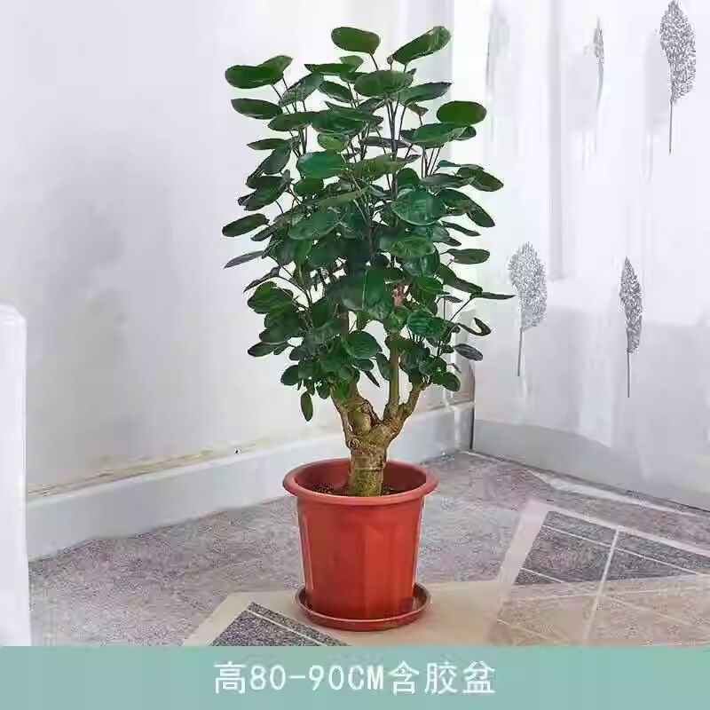 Large Potted Indoor Plant for Living Room or Office, Money Tree with Round Leaves, Good Plant for Prosperity