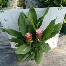 �V�ݻ���ֱ�N��ɫ�����p���l؛��Ʒ�N���_�lƱ�҃������p������Ʒ